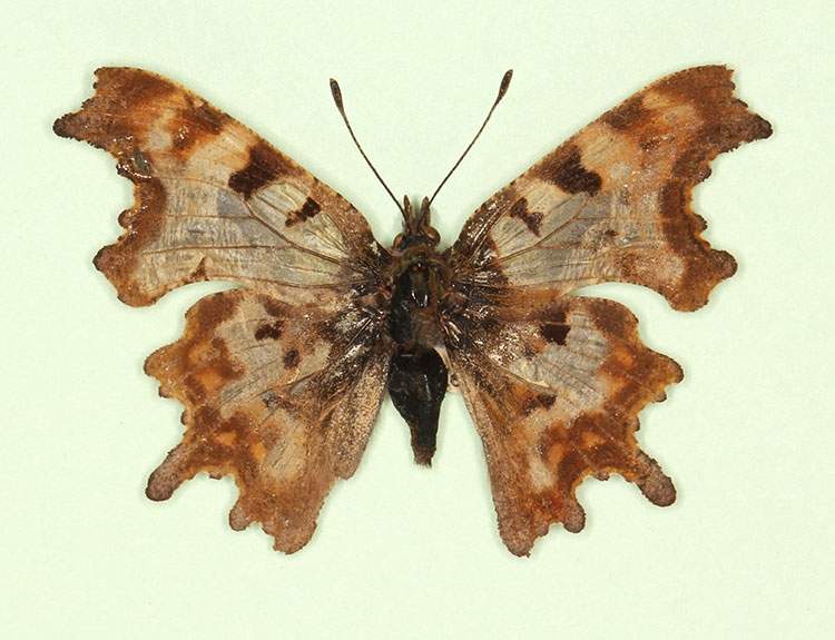 Polygonia c-album male (aberrant form nov 2) (Internet Image property of respective owner, non-commercial use only)